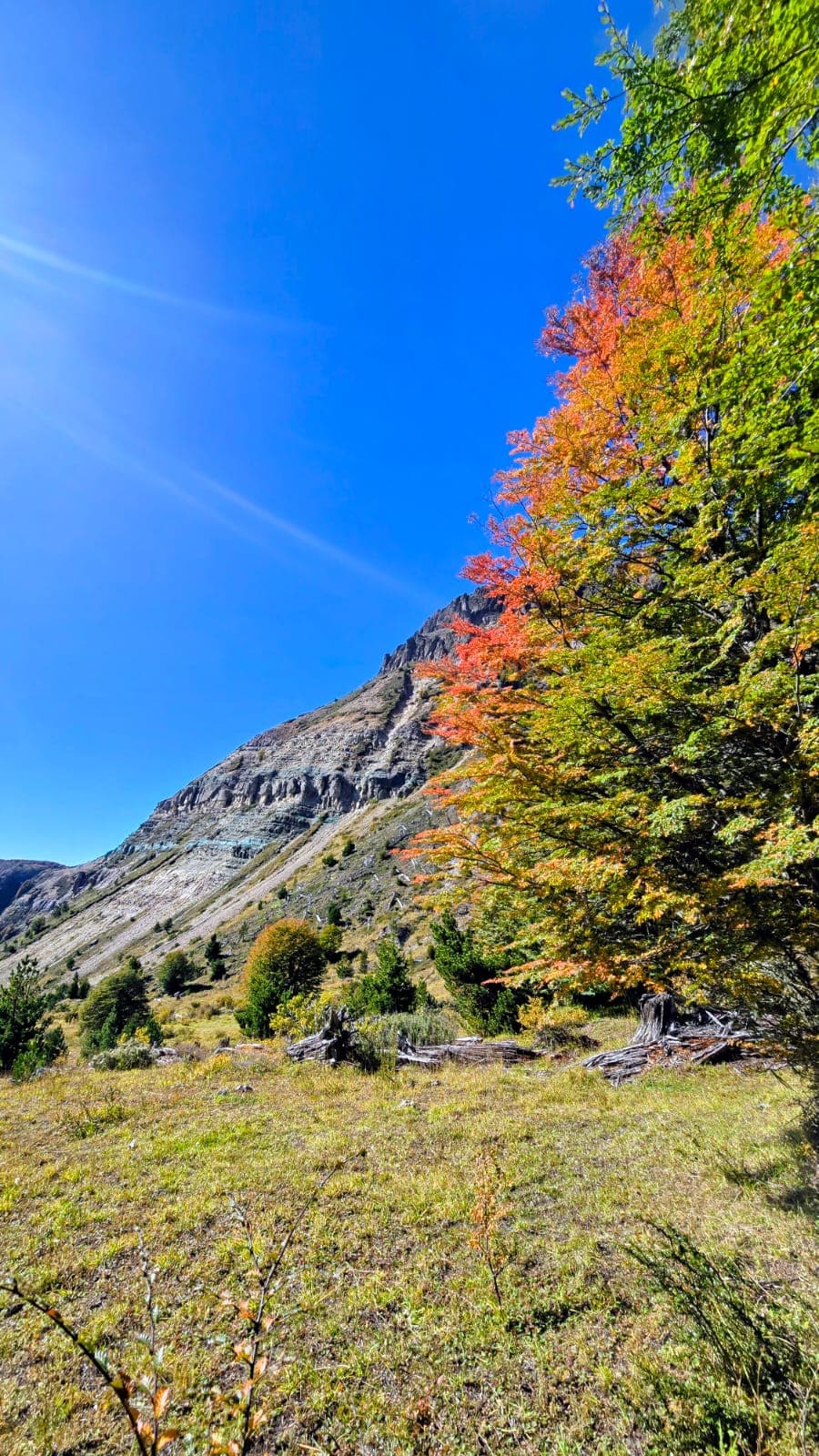 Lenga patagónica en otoño — Región de Aysén